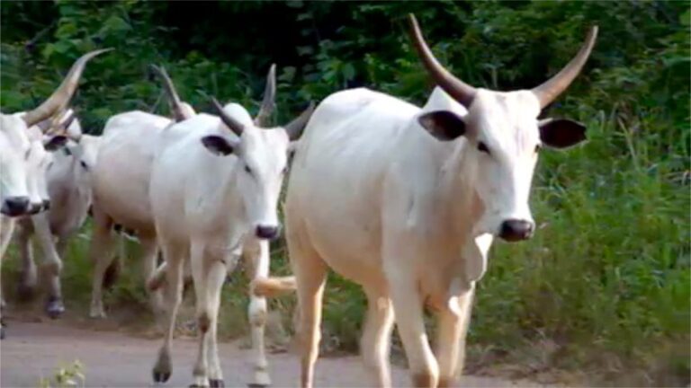 WOW! Two Transborder Cattle Rustlers arrested by Police, Recover 83 Cows In Adamawa